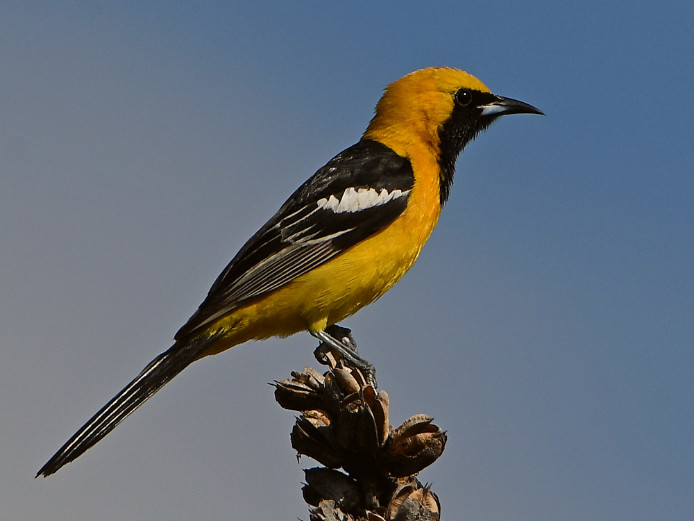 Oriole2.jpg