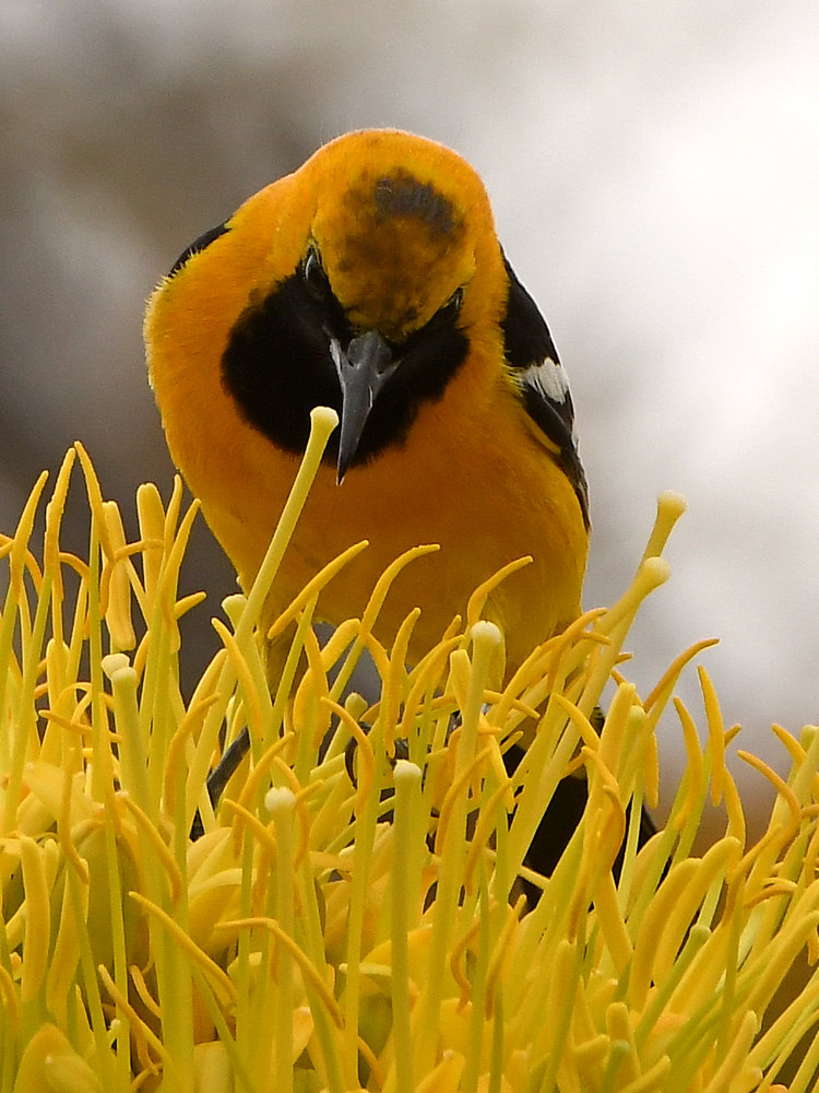 Oriole2.jpg