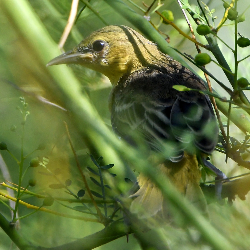 Oriole2.jpg