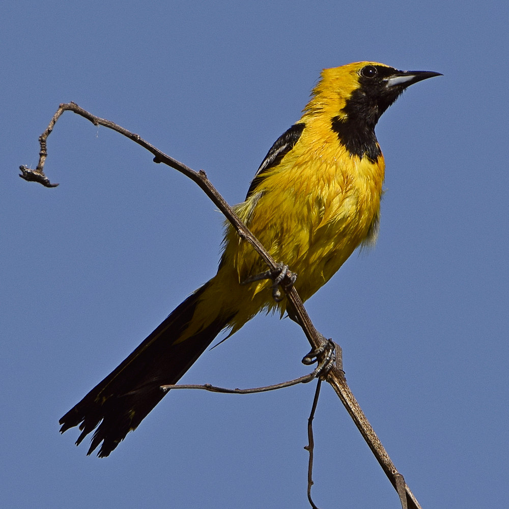 Oriole2.jpg