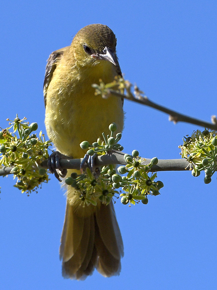 Oriole2.jpg