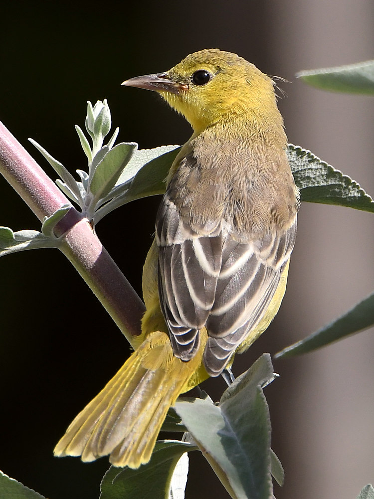 Oriole2.jpg