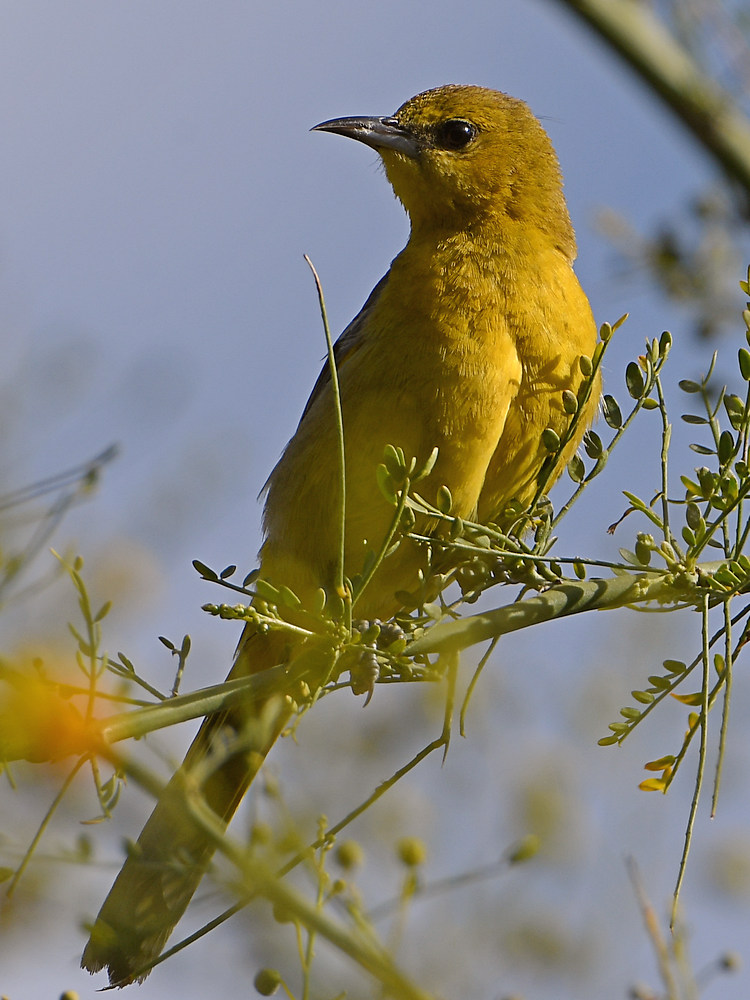 Oriole2.jpg