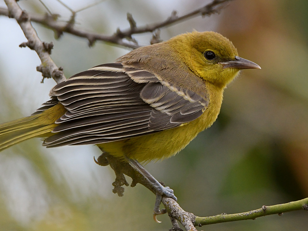 Oriole2.jpg