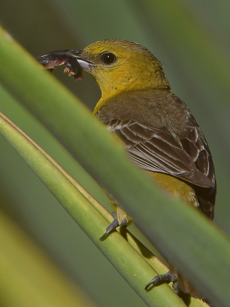 Oriole2.jpg