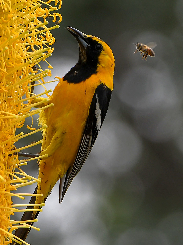 Oriole2.jpg