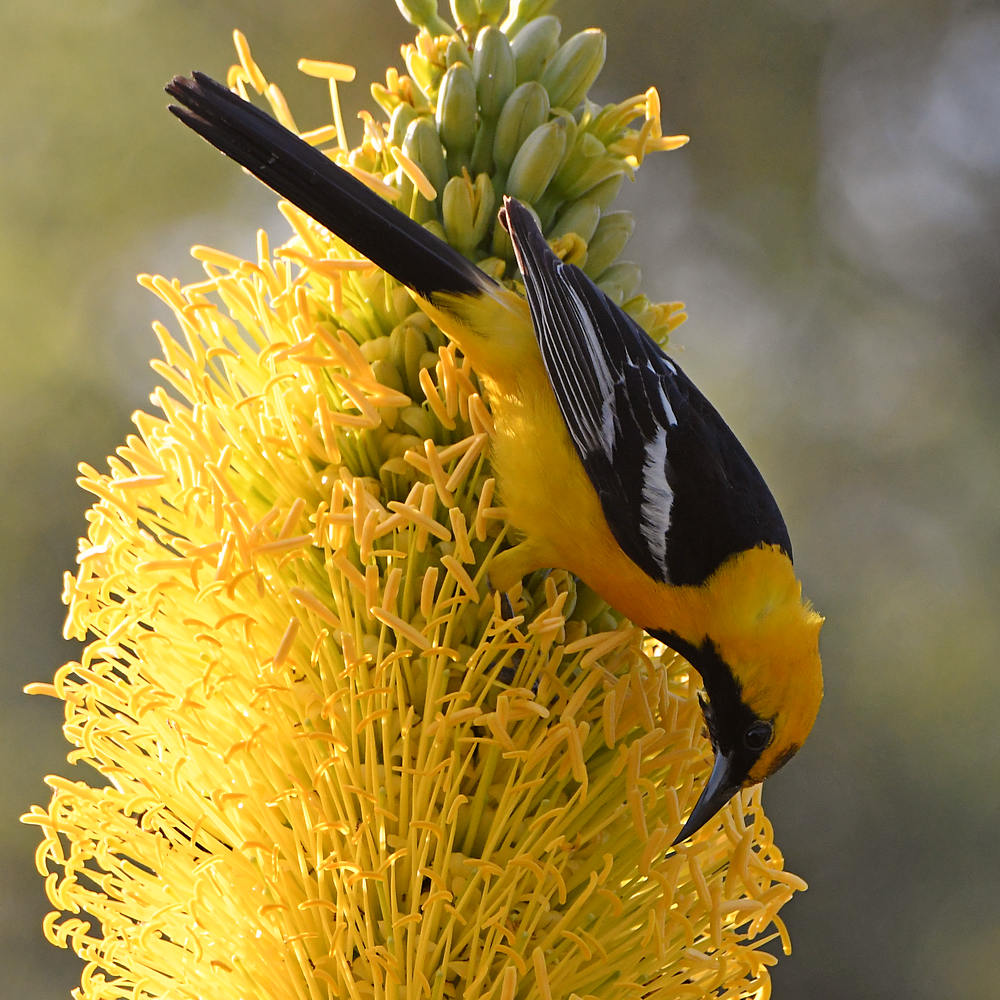 Oriole2.jpg