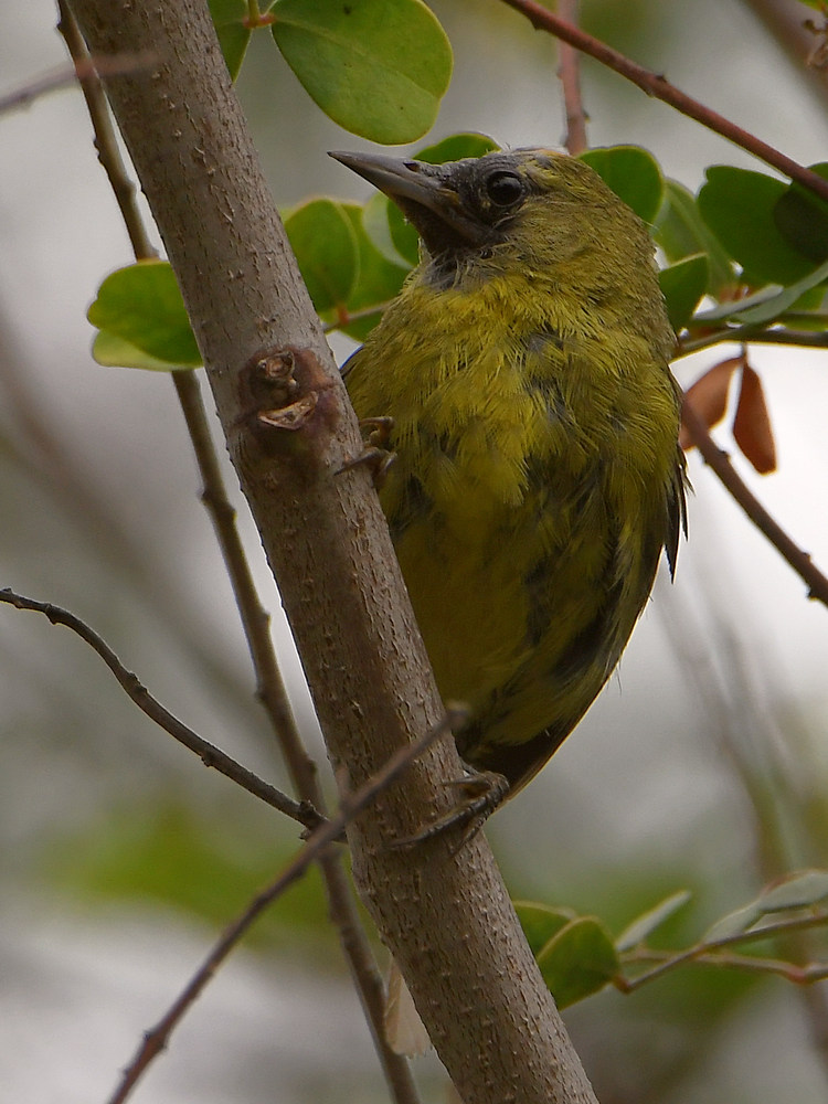 Oriole2.jpg