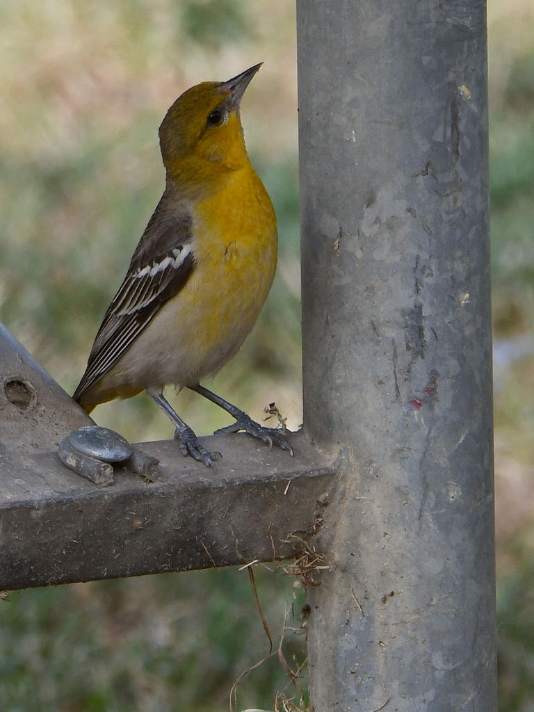Oriole2.jpg