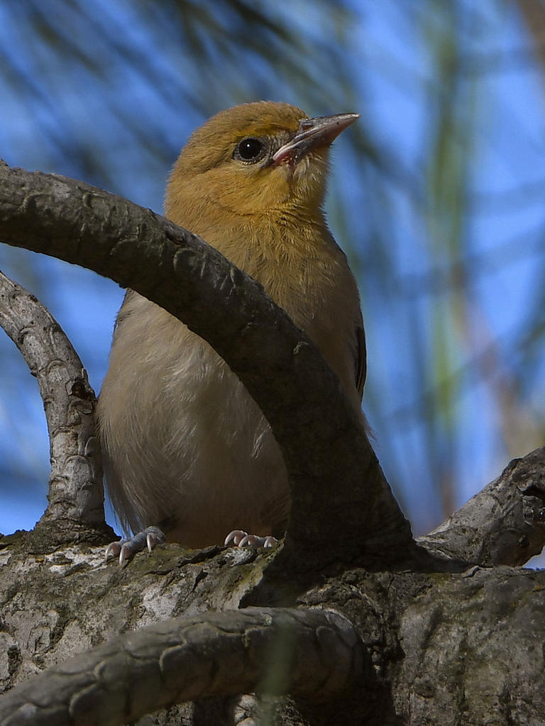 Oriole2.jpg