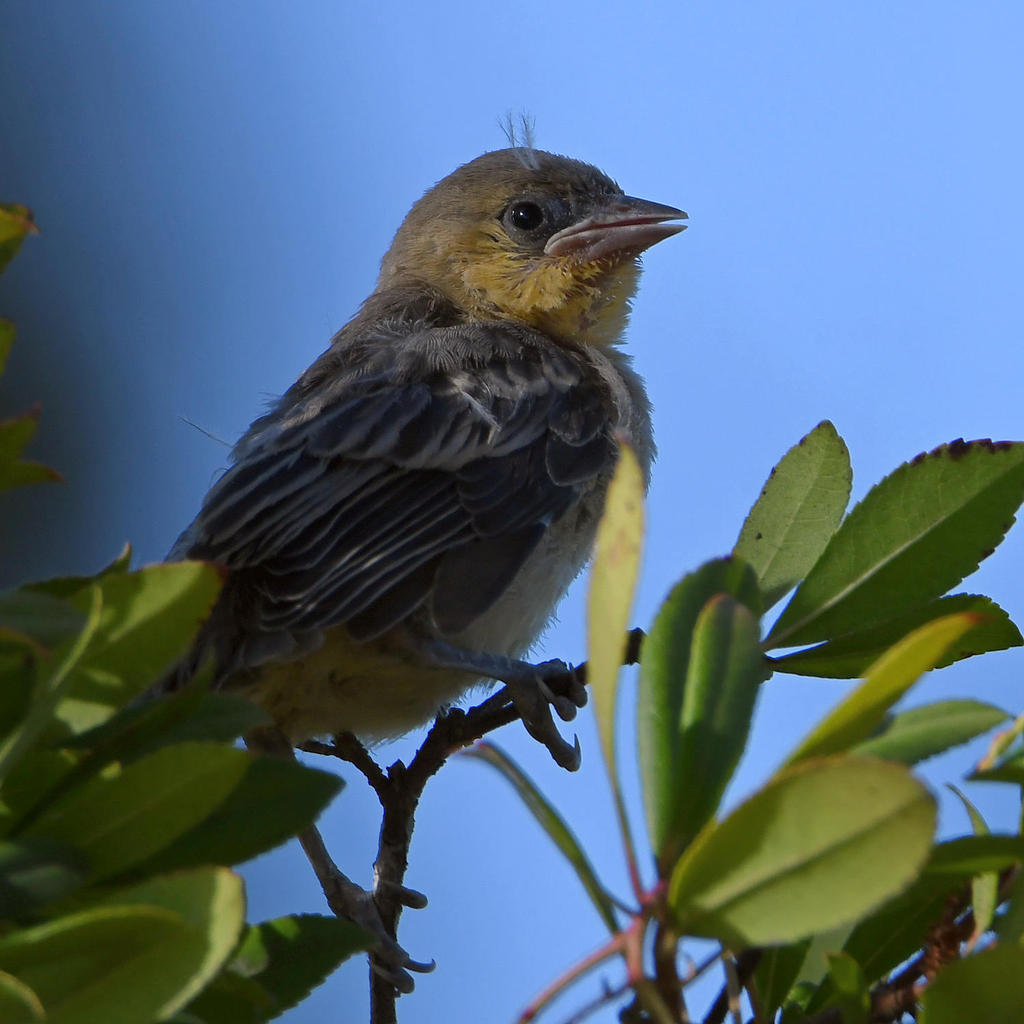 Oriole2.jpg