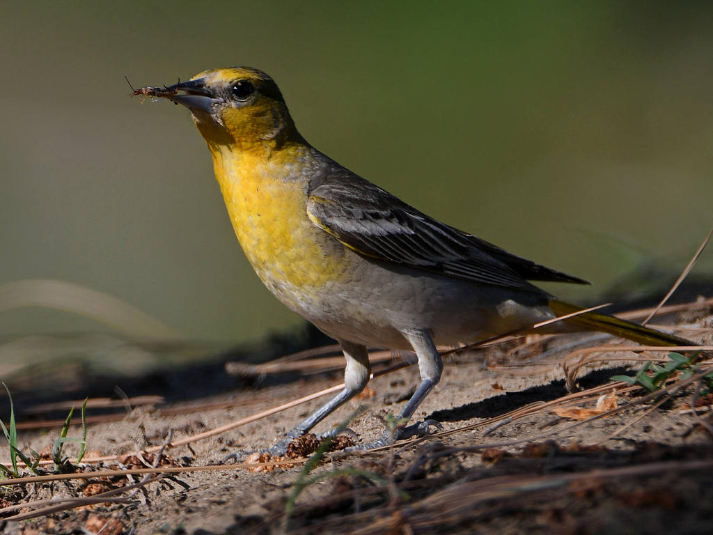 Oriole2.jpg