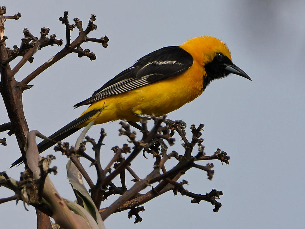 Oriole2.jpg