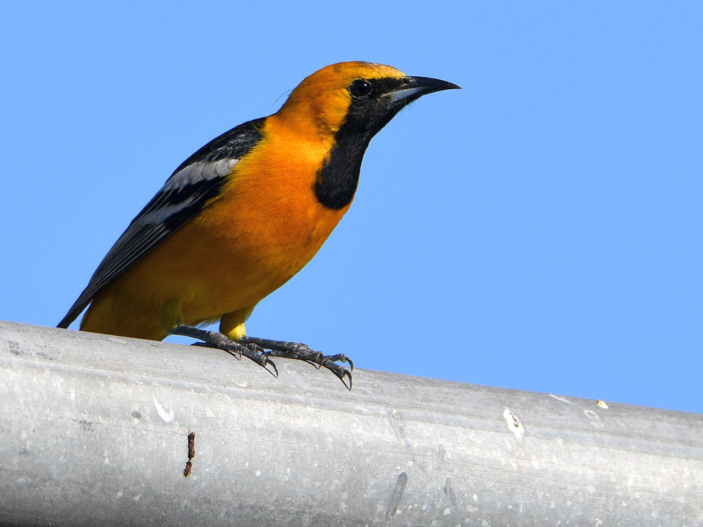 Oriole2.jpg