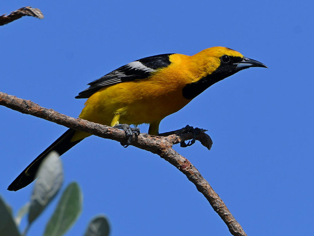 Oriole2.jpg