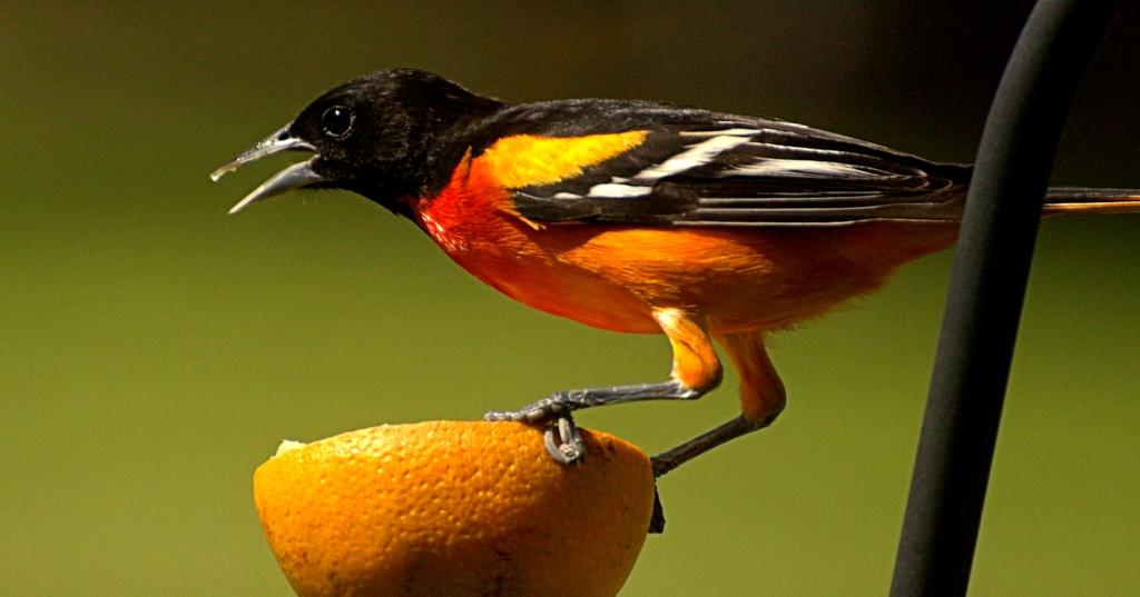 oriole2.jpg