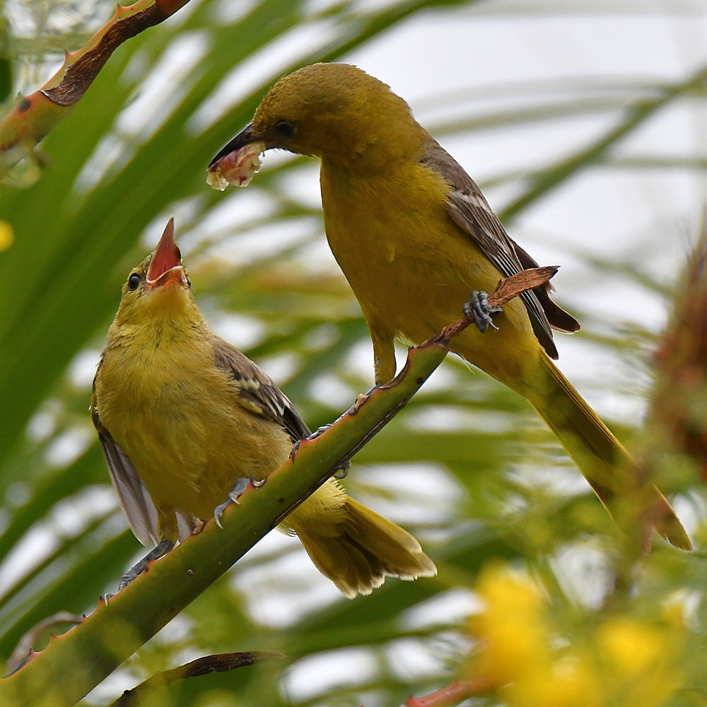 Oriole20.jpg