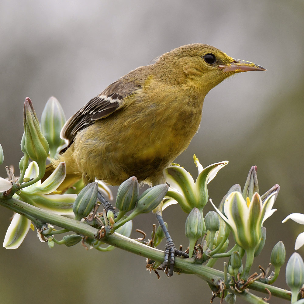 Oriole20.jpg