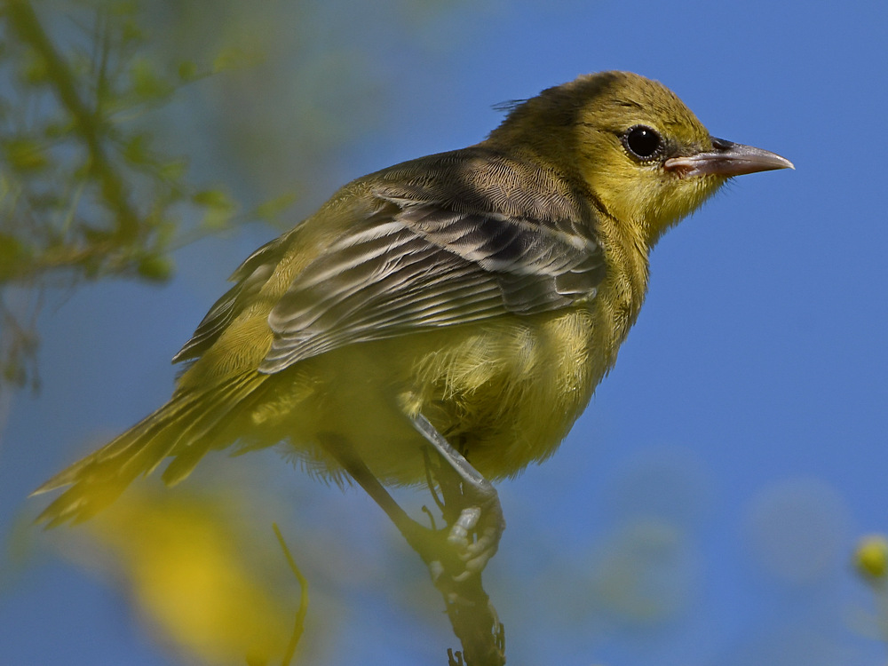 Oriole20.jpg