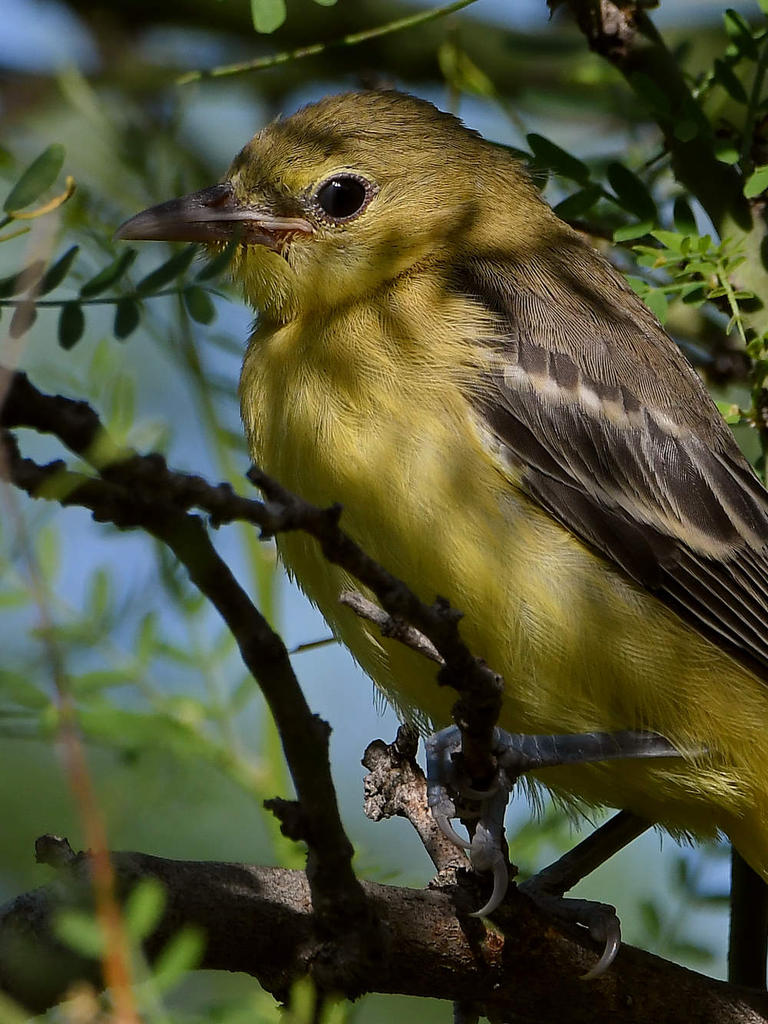 Oriole21.jpg