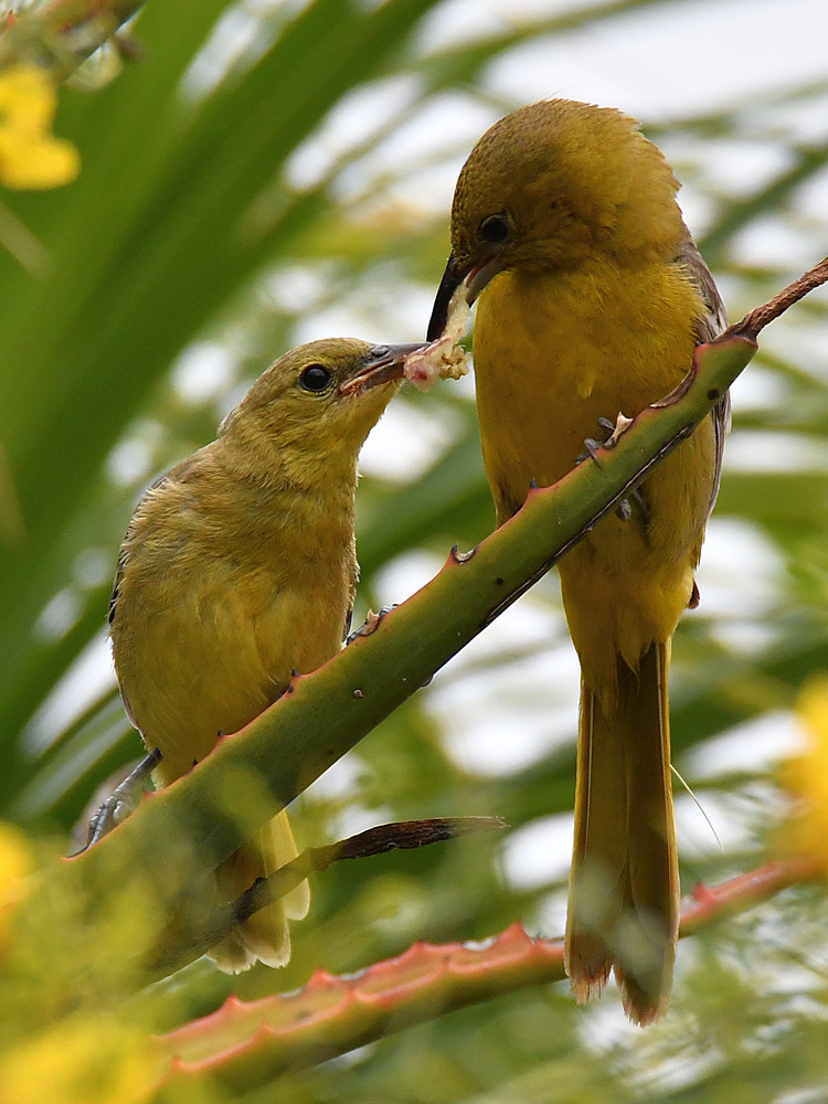 Oriole22.jpg