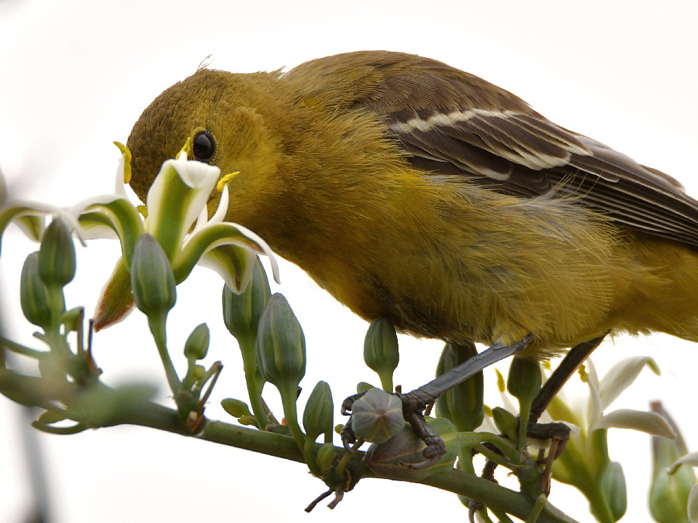 Oriole22.jpg