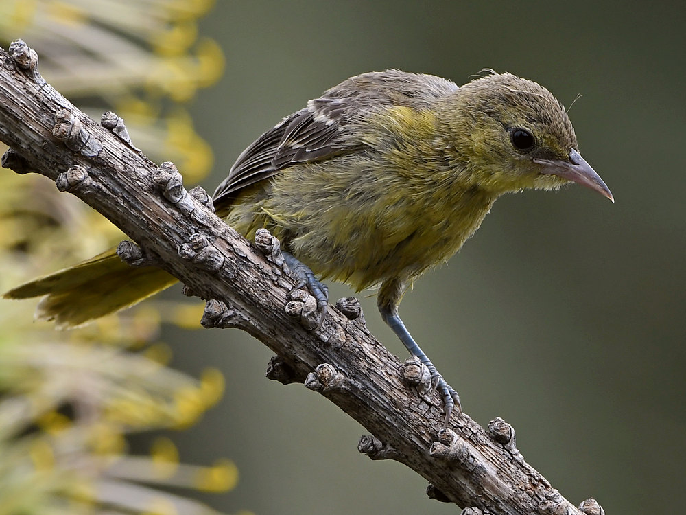 Oriole22.jpg