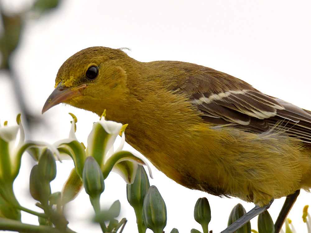 Oriole23.jpg