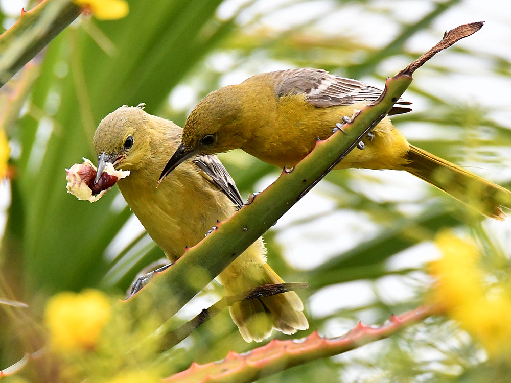 Oriole24.jpg
