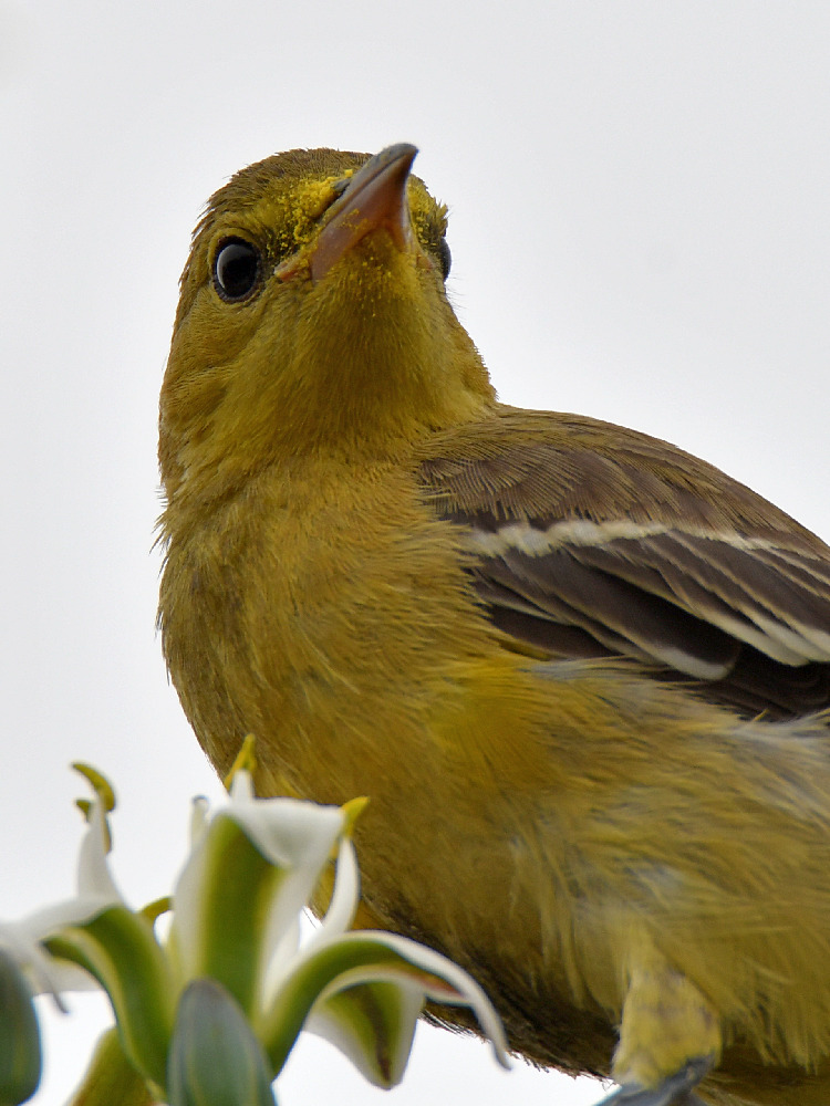 Oriole24.jpg