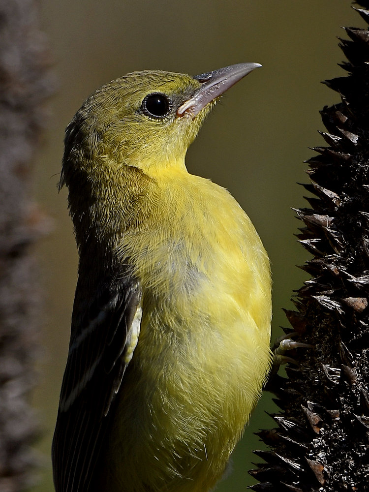 Oriole26.jpg