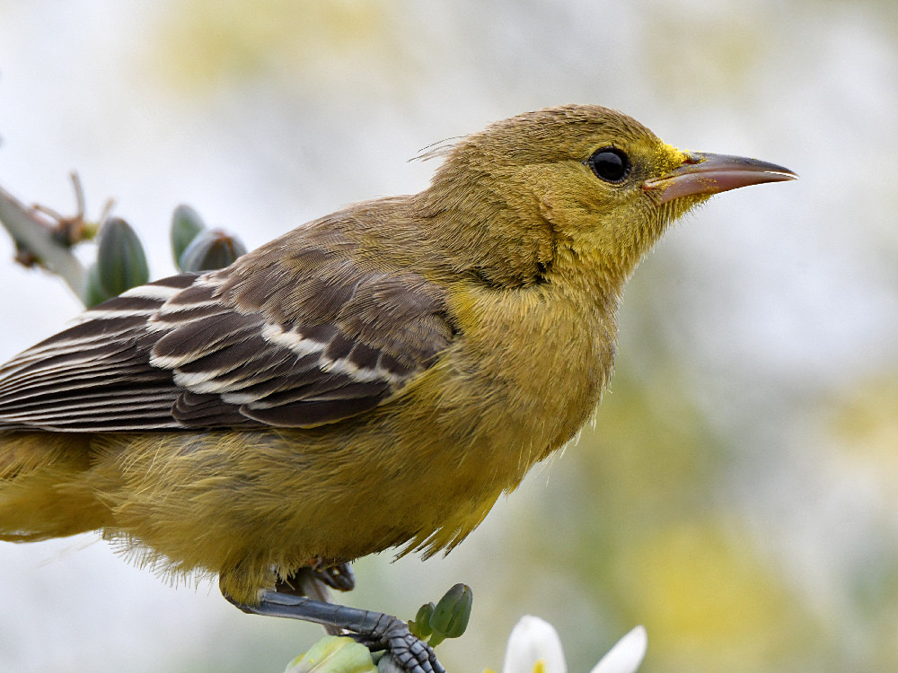Oriole27.jpg