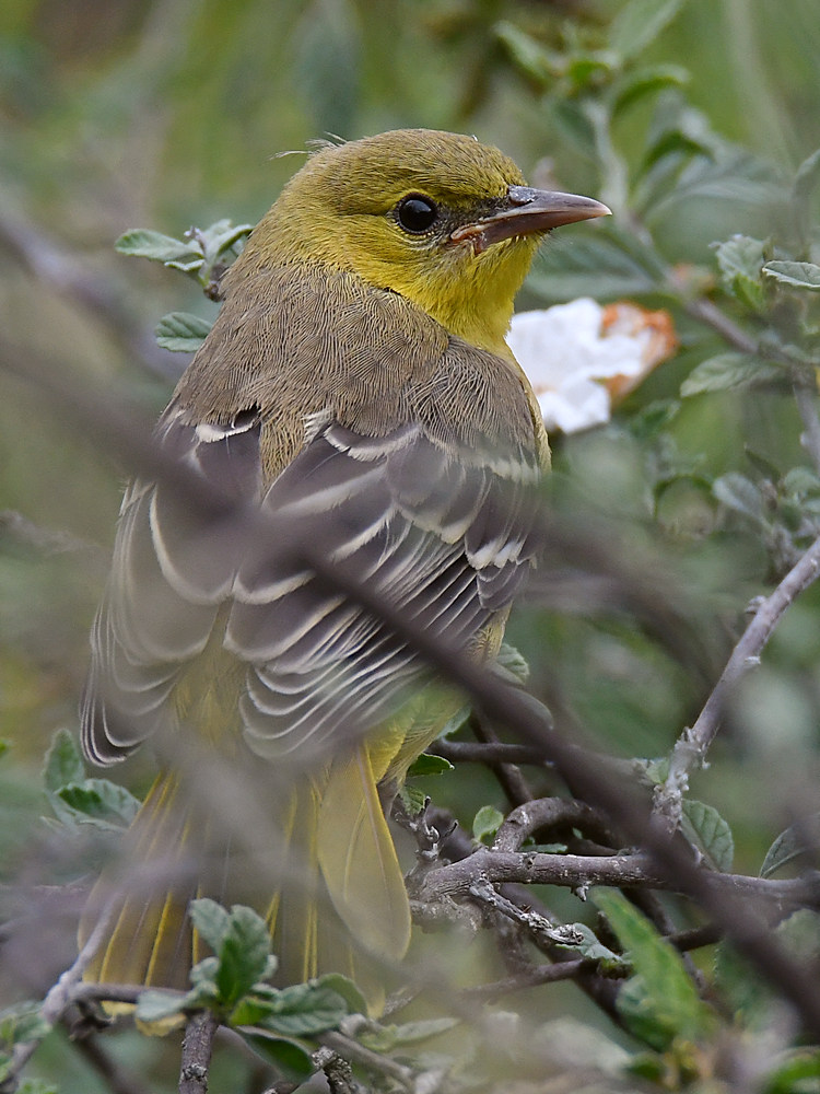 Oriole28.jpg