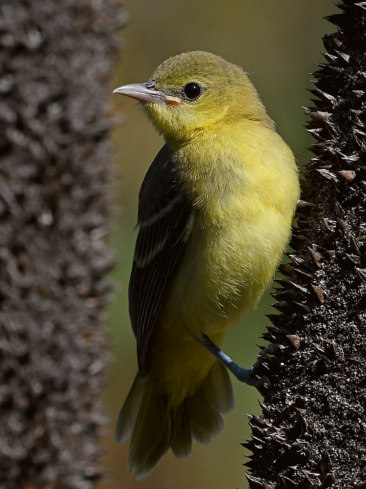 Oriole28.jpg