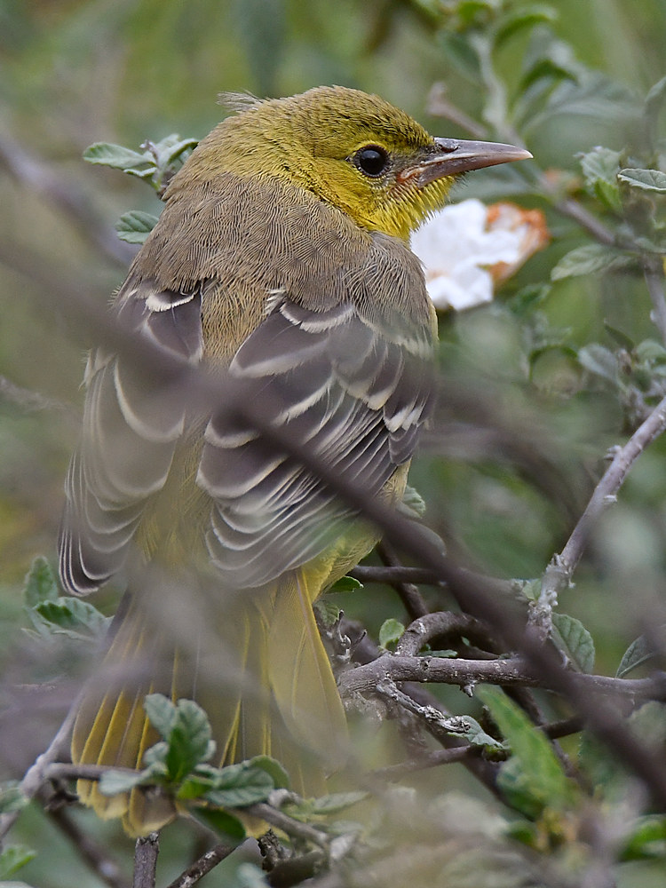 Oriole29.jpg