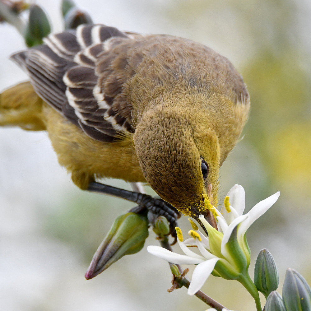 Oriole29.jpg