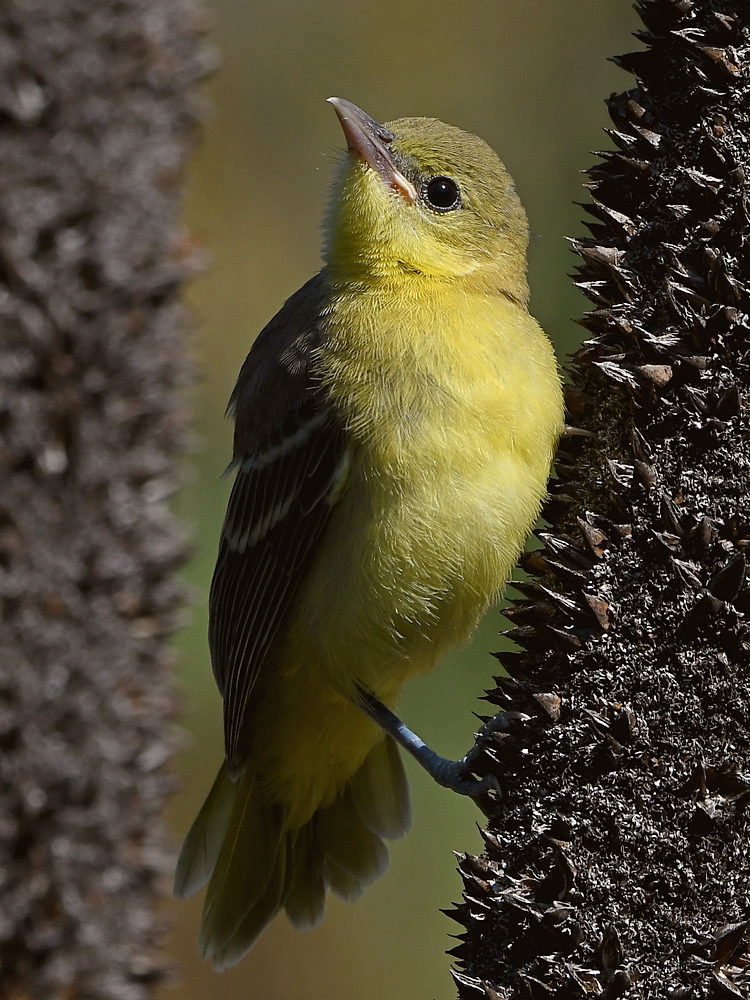 Oriole29.jpg