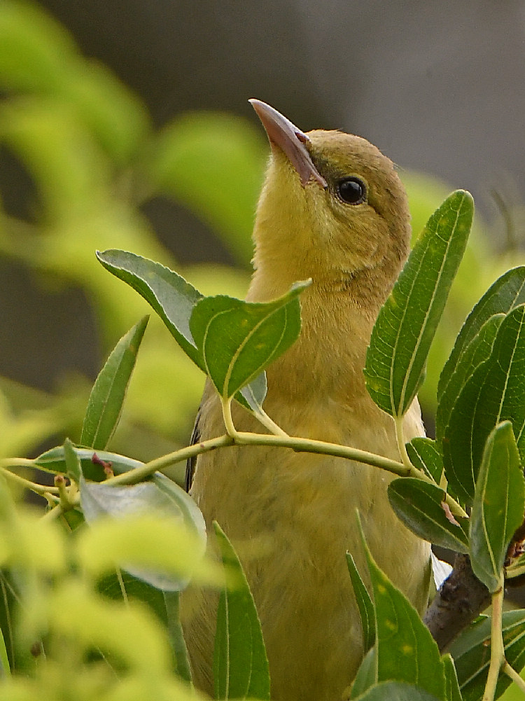Oriole2_2017_08_21.jpg