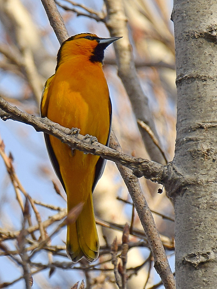 Oriole3.jpg