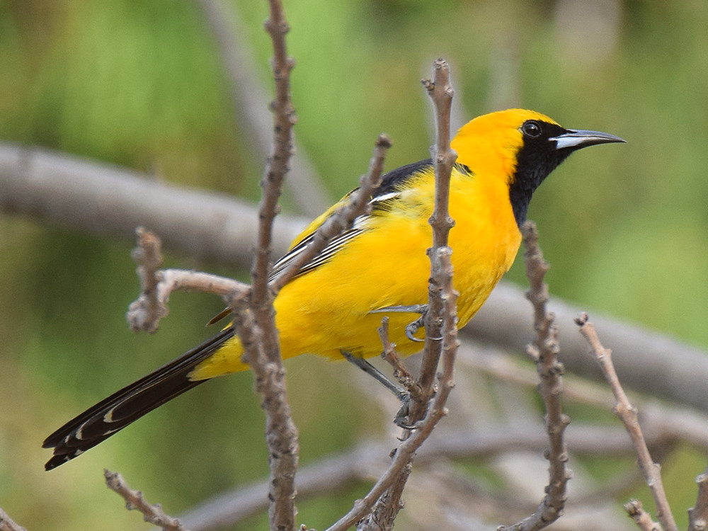 Oriole3.jpg