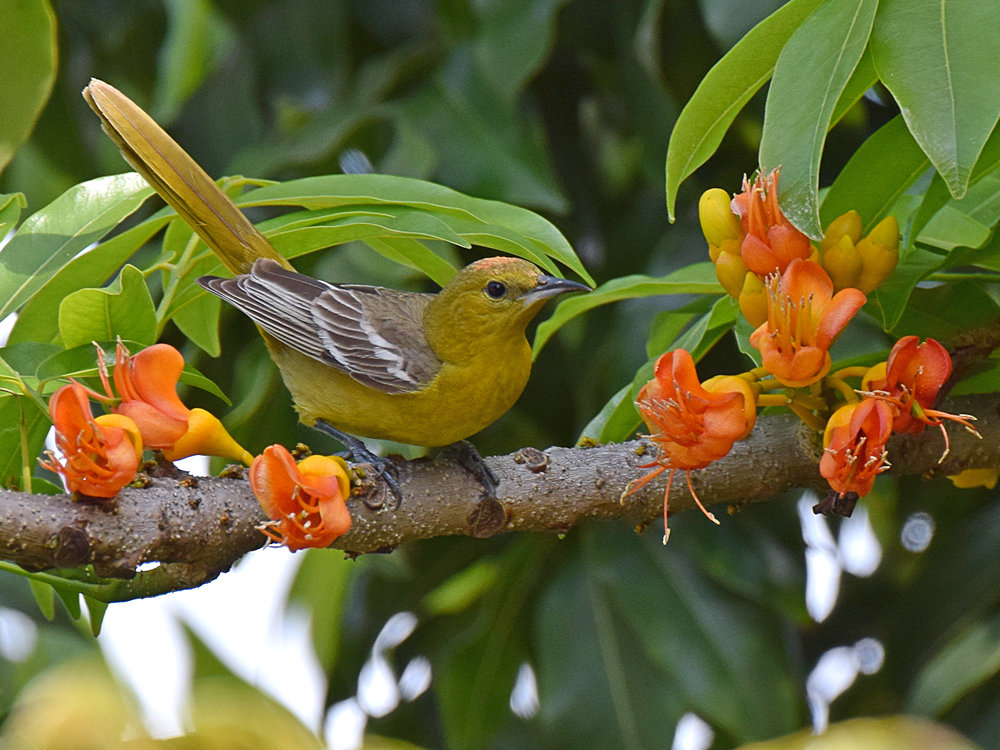Oriole3.jpg