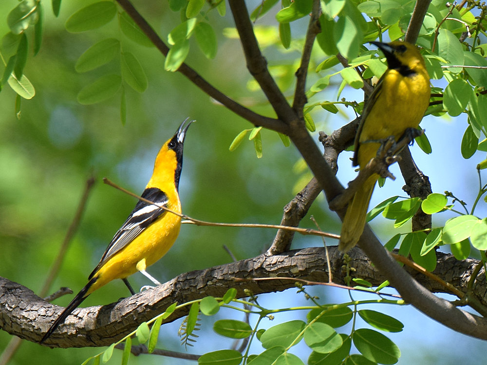Oriole3.jpg
