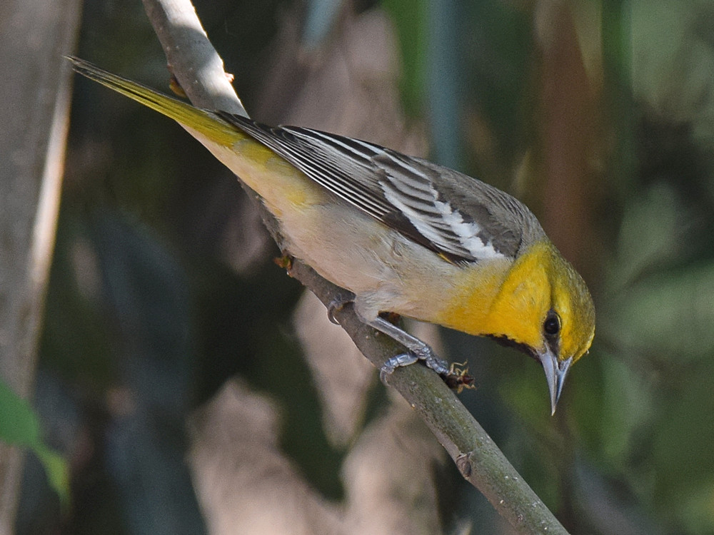 Oriole3.jpg