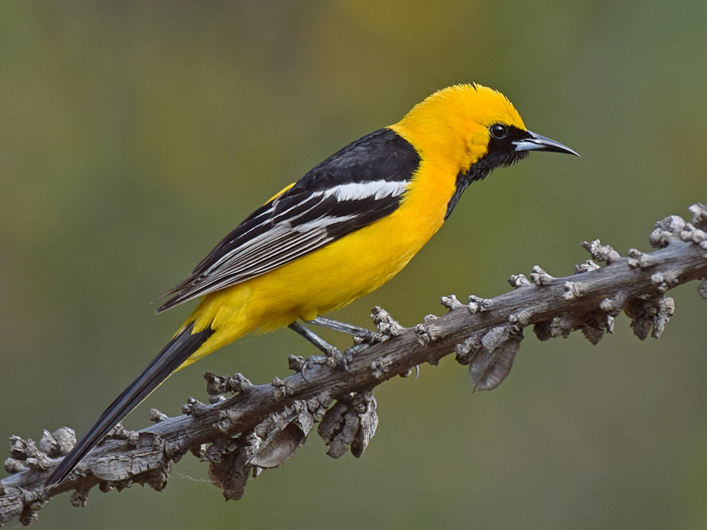 Oriole3.jpg