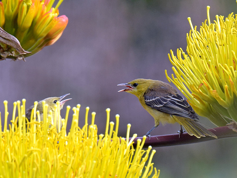 Oriole3.jpg