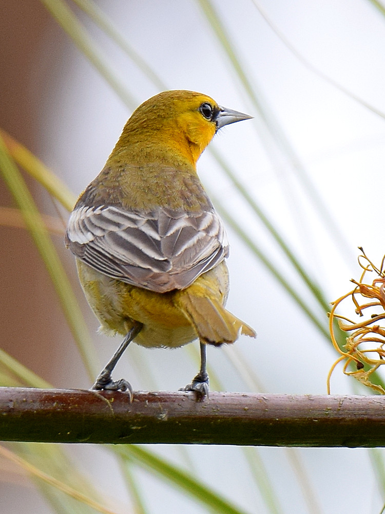 Oriole3.jpg