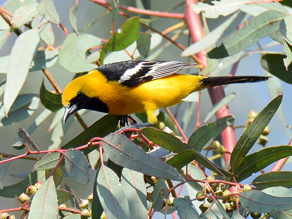 Oriole3.jpg