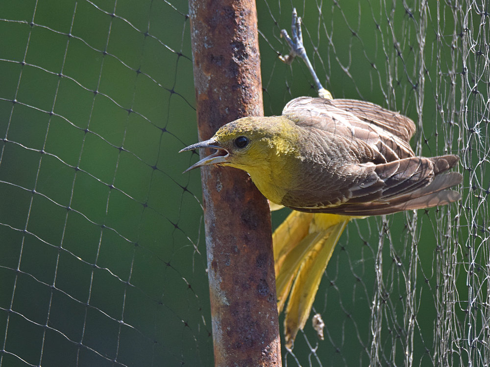Oriole3.jpg