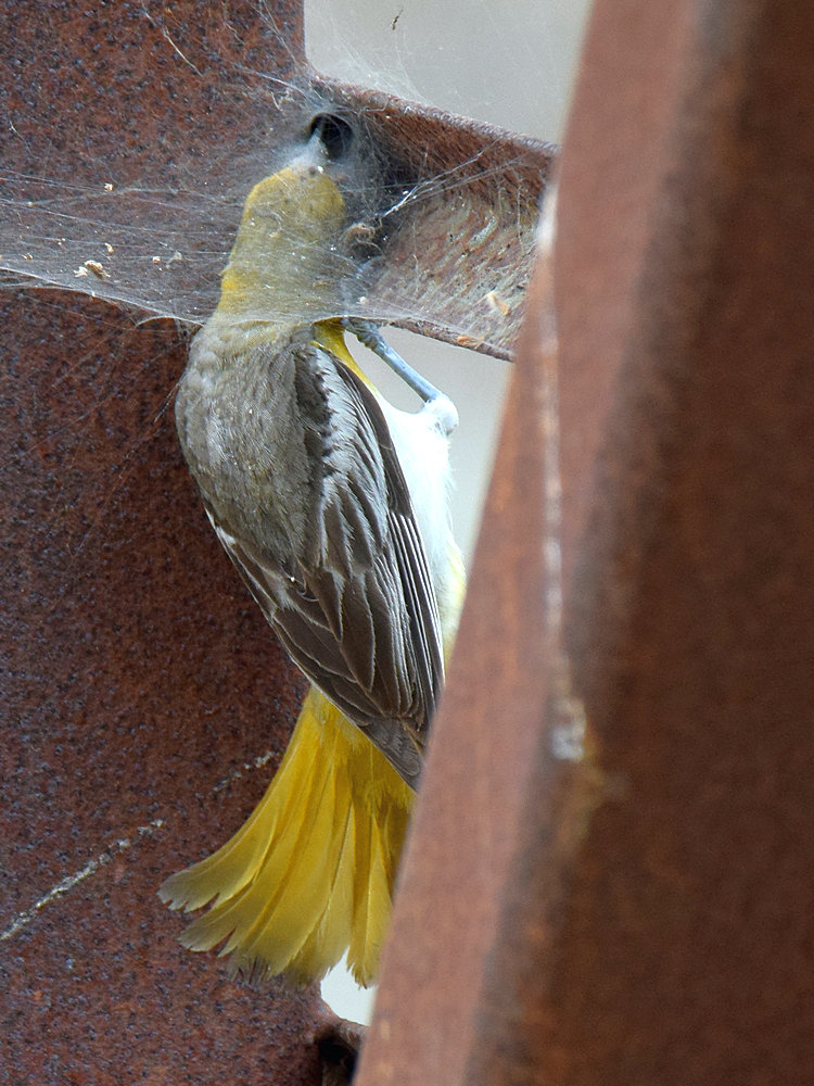 Oriole3.jpg