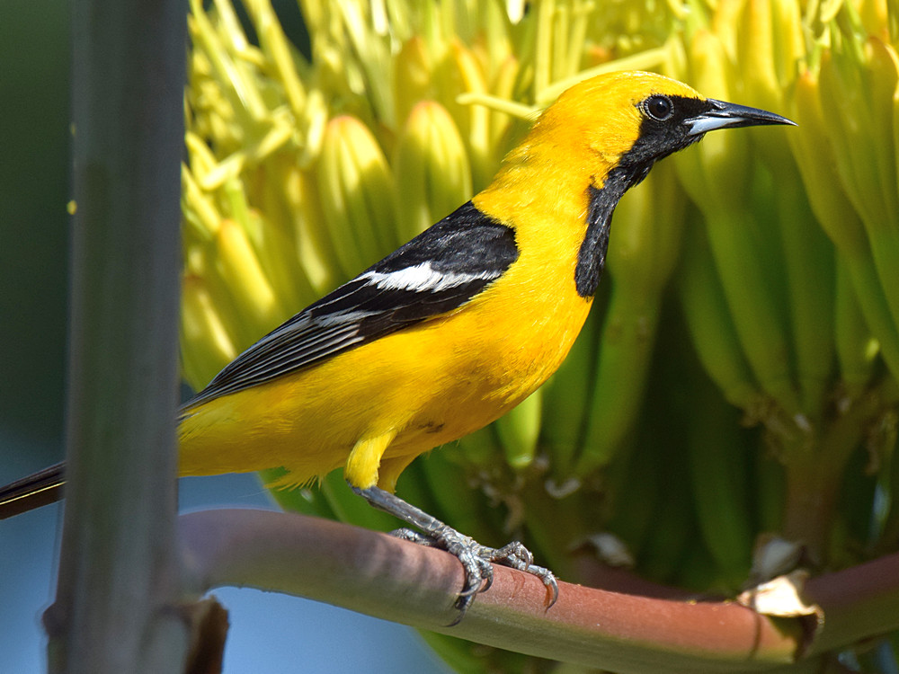 Oriole3.jpg